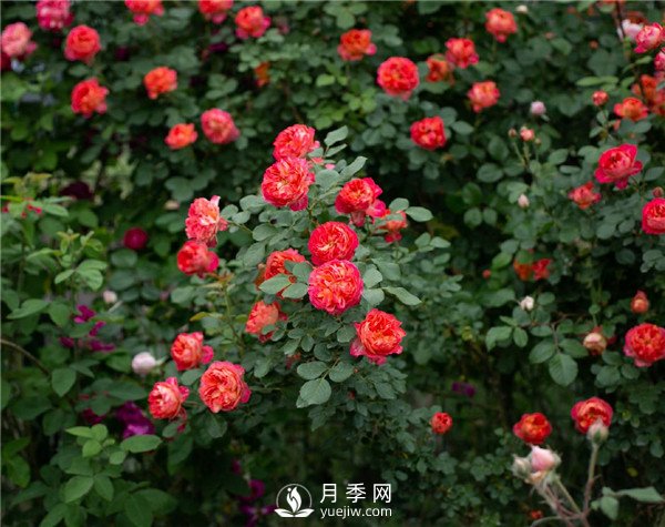月季網(wǎng)推薦9個(gè)花園藤本月季品種！(圖4)