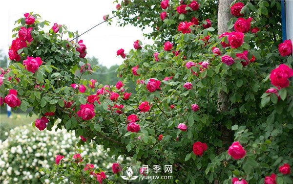 月季網(wǎng)推薦9個(gè)花園藤本月季品種！(圖6)