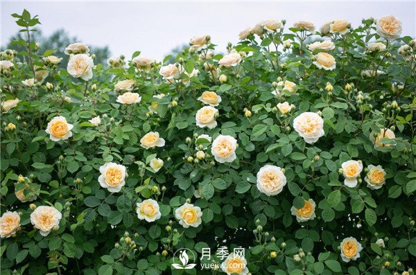 月季網(wǎng)推薦9個(gè)花園藤本月季品種！(圖8)