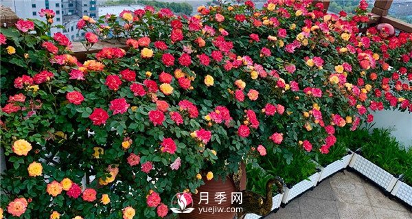 月季網(wǎng)推薦9個(gè)花園藤本月季品種！(圖5)