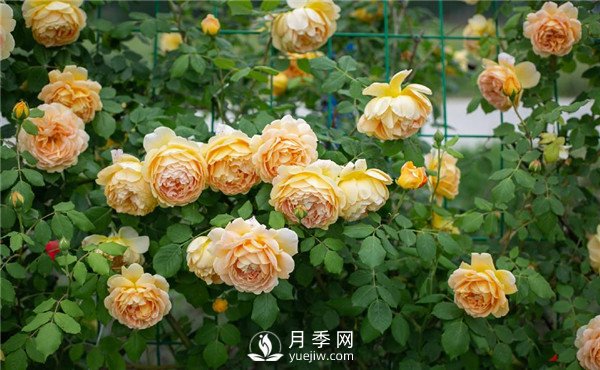 月季網(wǎng)推薦9個(gè)花園藤本月季品種！(圖3)
