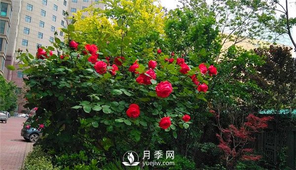 月季在小區(qū)內(nèi)打造景觀，真的太美了太高檔了！(圖5)