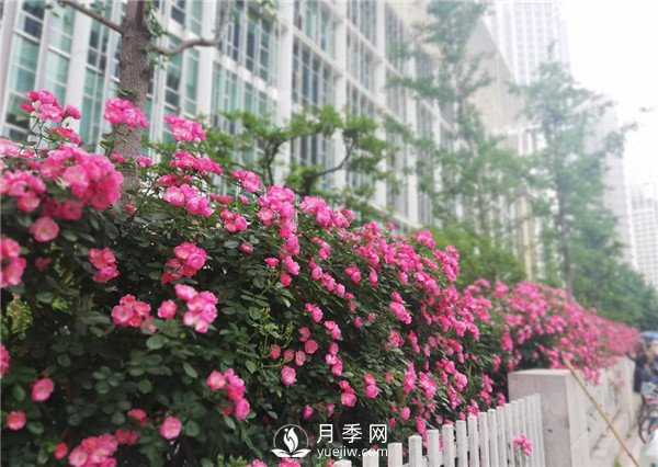 月季在小區(qū)內(nèi)打造景觀，真的太美了太高檔了！(圖2)