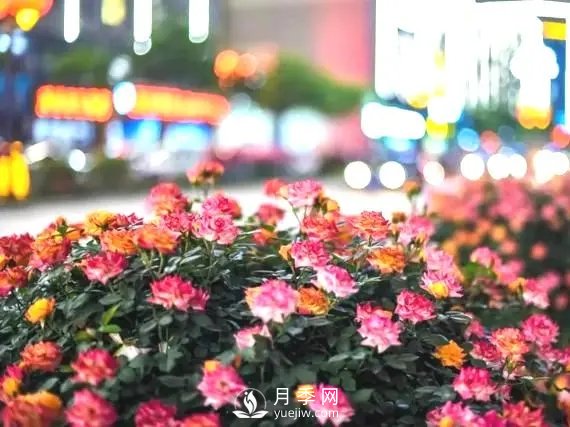月季在小區(qū)內(nèi)打造景觀，真的太美了太高檔了！(圖1)