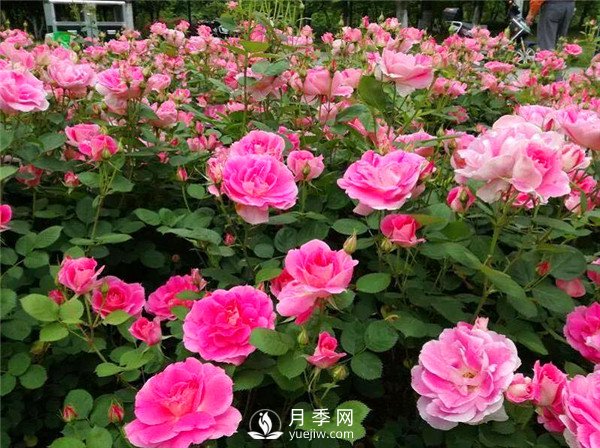 多頭豐花月季有那些品種，豐花月季排行榜！(圖2)