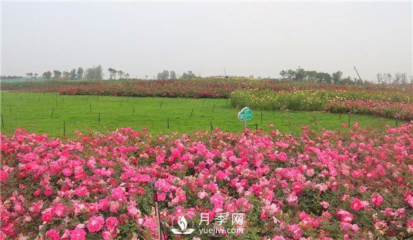 多頭豐花月季有那些品種，豐花月季排行榜！(圖1)