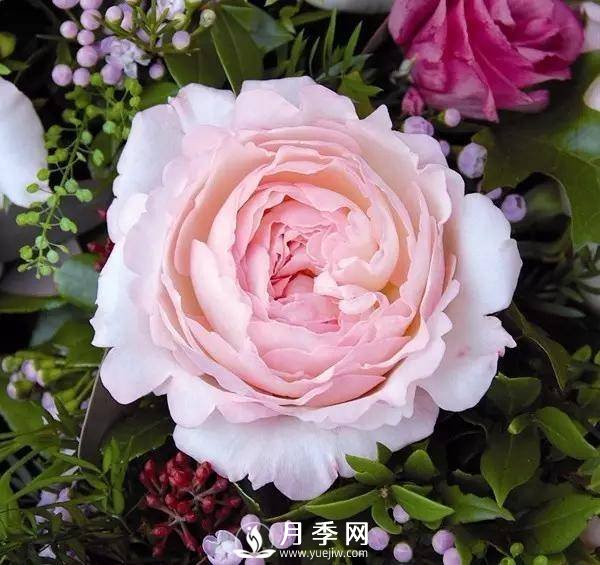 月季的美艷 怎一個美字來形容呢？(圖1)