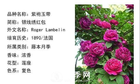 藤本月季經(jīng)典品種介紹，每一款都很美(圖5)