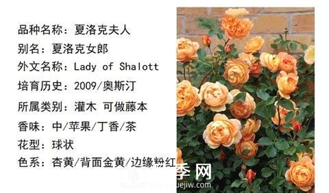 藤本月季經(jīng)典品種介紹，每一款都很美(圖8)