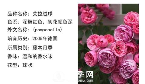 藤本月季經(jīng)典品種介紹，每一款都很美(圖14)