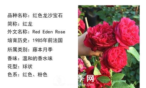 藤本月季經(jīng)典品種介紹，每一款都很美(圖2)