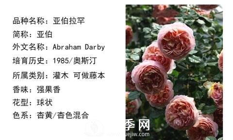 藤本月季經(jīng)典品種介紹，每一款都很美(圖7)