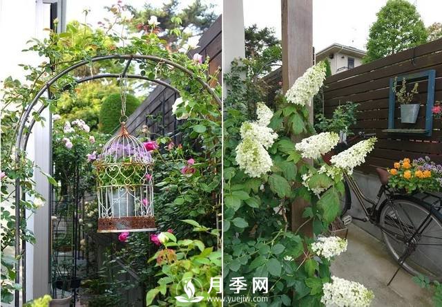 ***耐陰的藤本月季，你知道嗎(圖1)