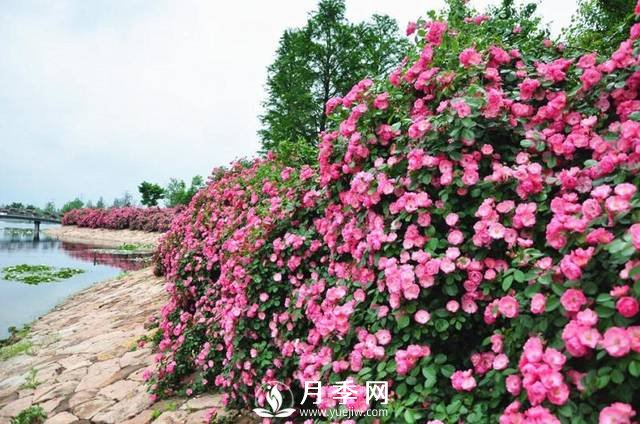 ***耐陰的藤本月季，你知道嗎(圖3)