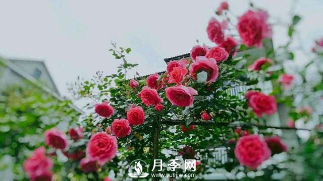 ***耐陰的藤本月季，你知道嗎(圖2)
