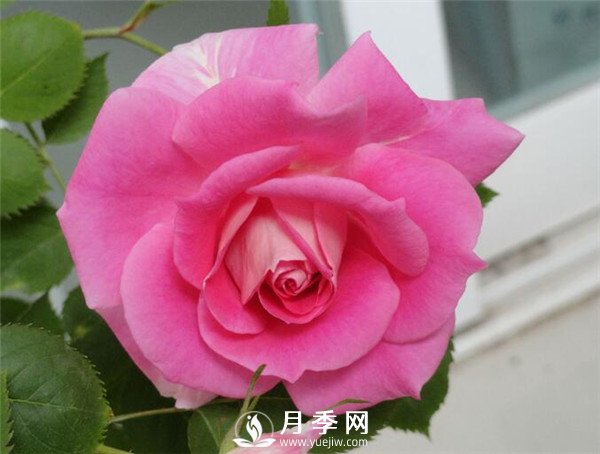 推薦豐花仙境月季，抗旱抗病，開(kāi)花效果棒(圖1)