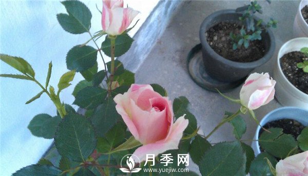 推薦豐花仙境月季，抗旱抗病，開(kāi)花效果棒(圖4)