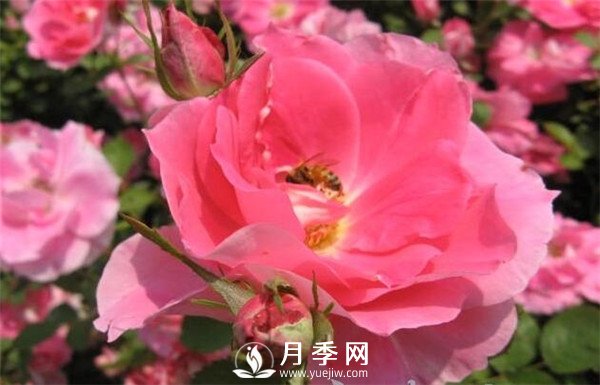 推薦豐花仙境月季，抗旱抗病，開(kāi)花效果棒(圖5)