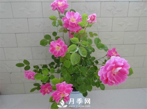 推薦豐花仙境月季，抗旱抗病，開(kāi)花效果棒(圖2)