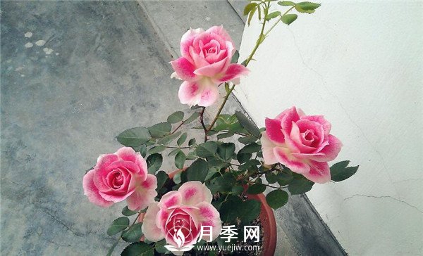 推薦豐花仙境月季，抗旱抗病，開(kāi)花效果棒(圖3)