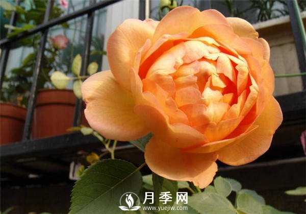 合理修剪是月季花期控制的關鍵(圖1)