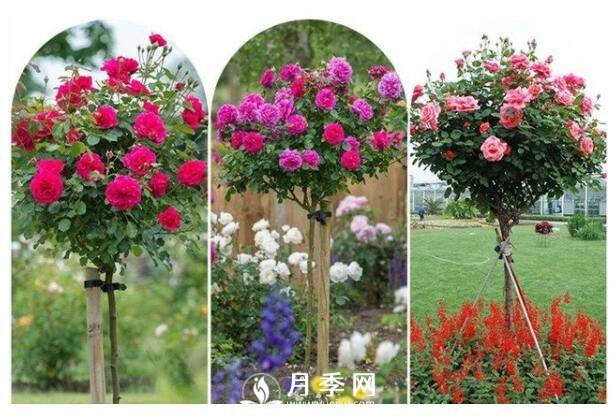 美哭！超級棒的棒棒糖迷你月季樹(圖2)