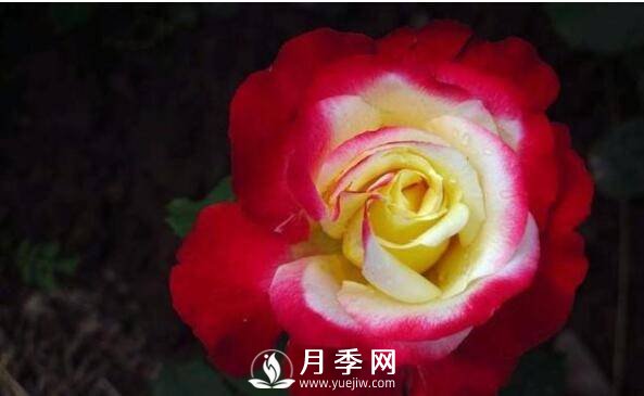 月季品種繁多，不過(guò)哪種月季花***香，你知道嗎？(圖2)