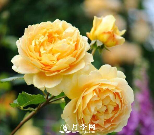 月季品種繁多，不過(guò)哪種月季花***香，你知道嗎？(圖1)