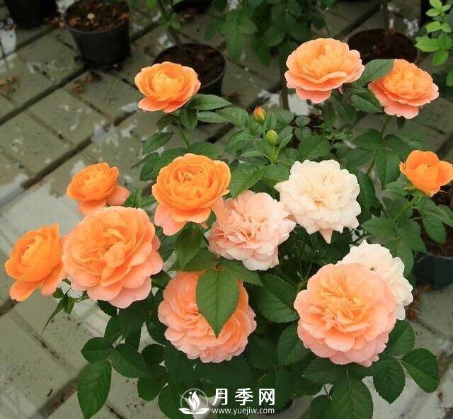 月季花黃葉怎么辦？注意4個細節(jié)，葉片綠又亮(圖1)