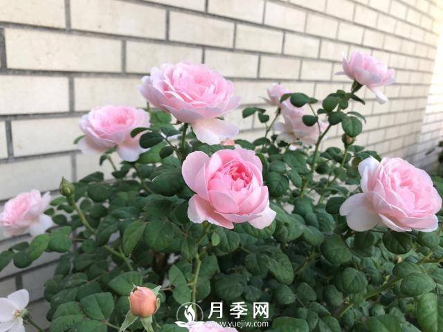 月季花黃葉怎么辦？注意4個細節(jié)，葉片綠又亮(圖2)