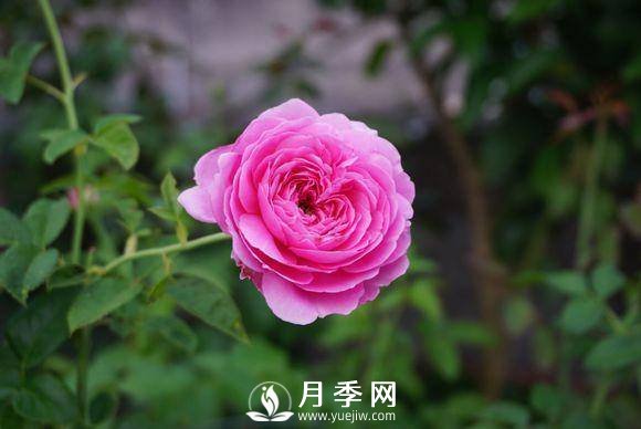 養(yǎng)月季花，這樣操作就會花開不斷香飄滿園(圖2)