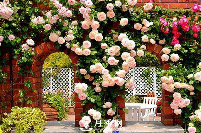 一年四季開花不斷，花墻花柱造型任你塑造(圖3)