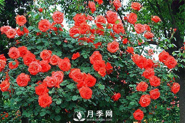 一年四季開花不斷，花墻花柱造型任你塑造(圖5)