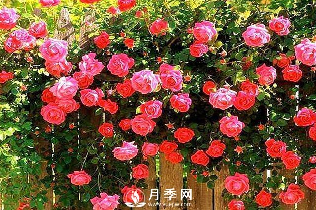 一年四季開花不斷，花墻花柱造型任你塑造(圖4)