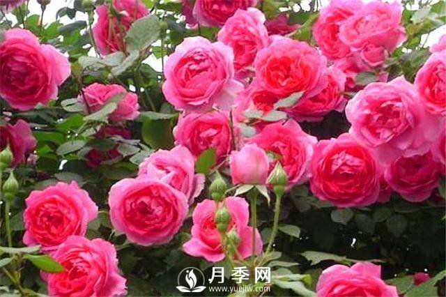 一年四季開花不斷，花墻花柱造型任你塑造(圖6)