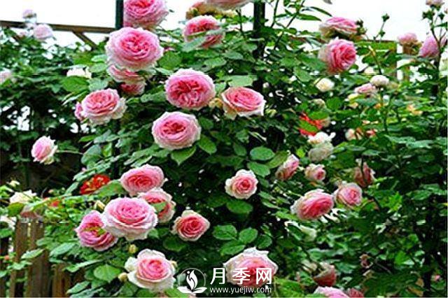 一年四季開花不斷，花墻花柱造型任你塑造(圖2)