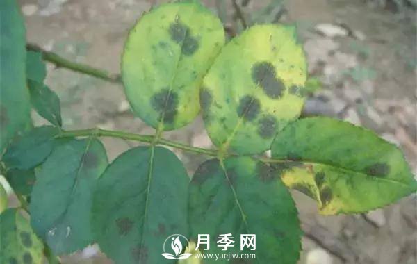 養(yǎng)護(hù)好月季花，這些蟲害技巧你要知道(圖1)