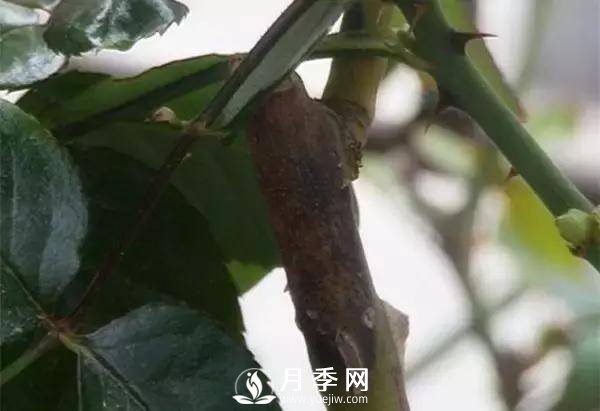 養(yǎng)護(hù)好月季花，這些蟲害技巧你要知道(圖9)