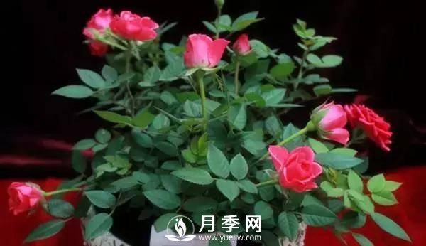 養(yǎng)護(hù)好月季花，這些蟲害技巧你要知道(圖6)