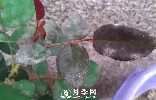 養(yǎng)護(hù)好月季花，這些蟲害技巧你要知道(圖3)