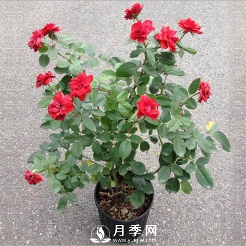 養(yǎng)護(hù)好月季花，這些蟲害技巧你要知道(圖8)