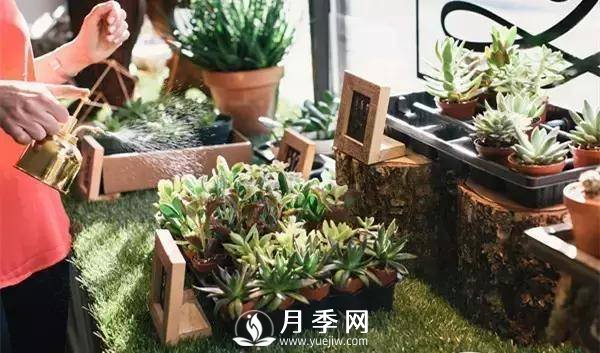 養(yǎng)護(hù)好月季花，這些蟲害技巧你要知道(圖4)