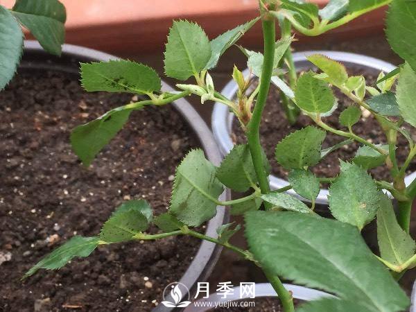 養(yǎng)護(hù)好月季花，這些蟲害技巧你要知道(圖2)