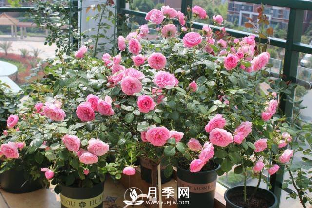 月季花謝以后，簡單3步操作，20天冒花苞，30天開爆盆(圖3)
