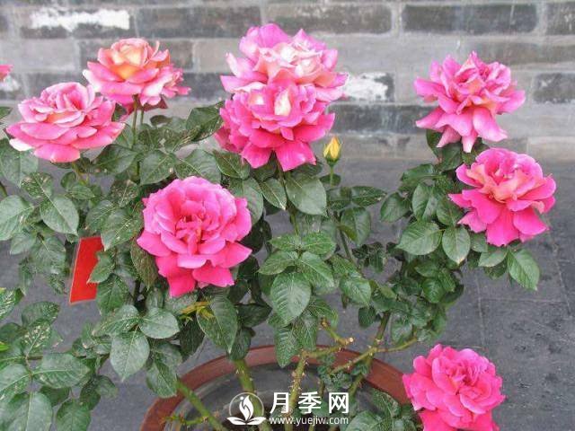 月季花謝以后，簡單3步操作，20天冒花苞，30天開爆盆(圖4)
