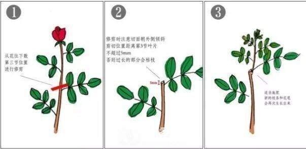 月季花謝以后，簡單3步操作，20天冒花苞，30天開爆盆(圖2)