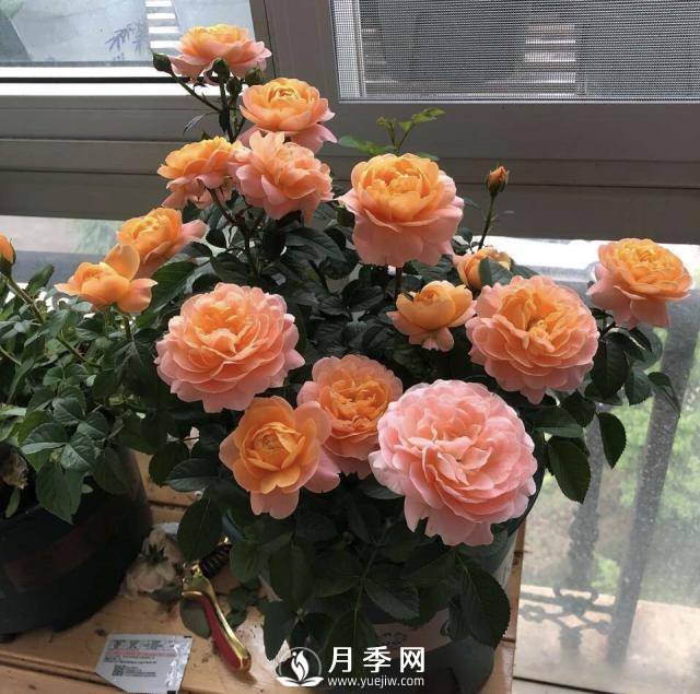 月季花謝以后，簡單3步操作，20天冒花苞，30天開爆盆(圖5)