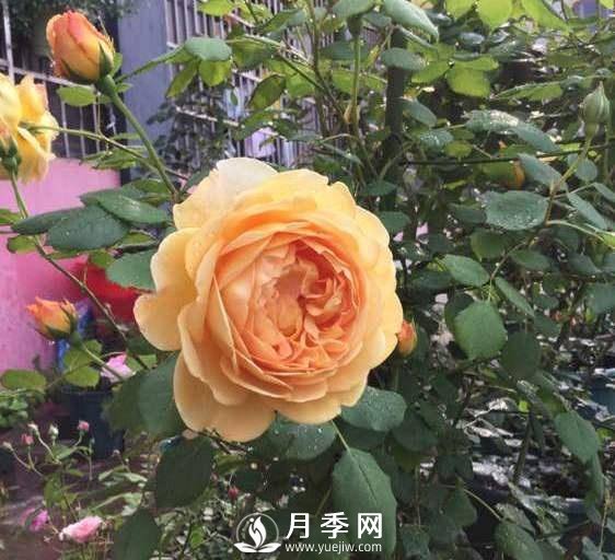 黃金慶典，艾莎，陽(yáng)臺(tái)黨必入月季品種，大美花型和香味(圖3)