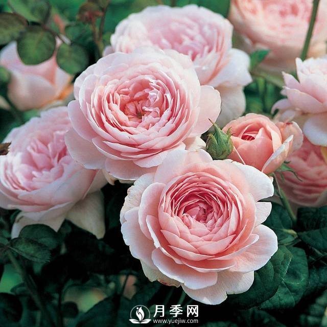  月季雨后超多紅蜘蛛 你就這樣解決！(圖1)