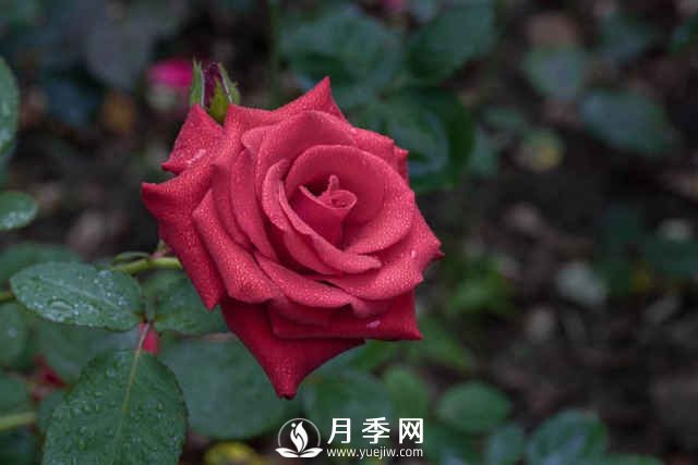 夏天月季怎么養(yǎng)？先從修剪開(kāi)始，有了動(dòng)力陽(yáng)臺(tái)變成“小花園”(圖1)